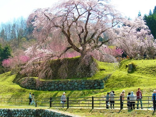 Matabee Sakura, el Cerezo más Conocido en Japón