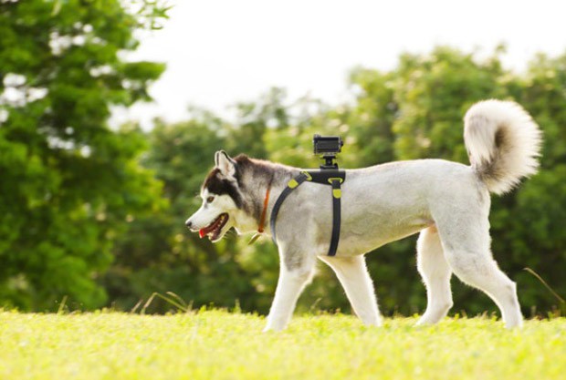 camara-para-perros-japonshop.jpg