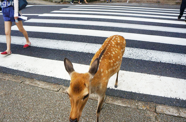 ciervo-esperando-semaforo-japon-japonshop06.png