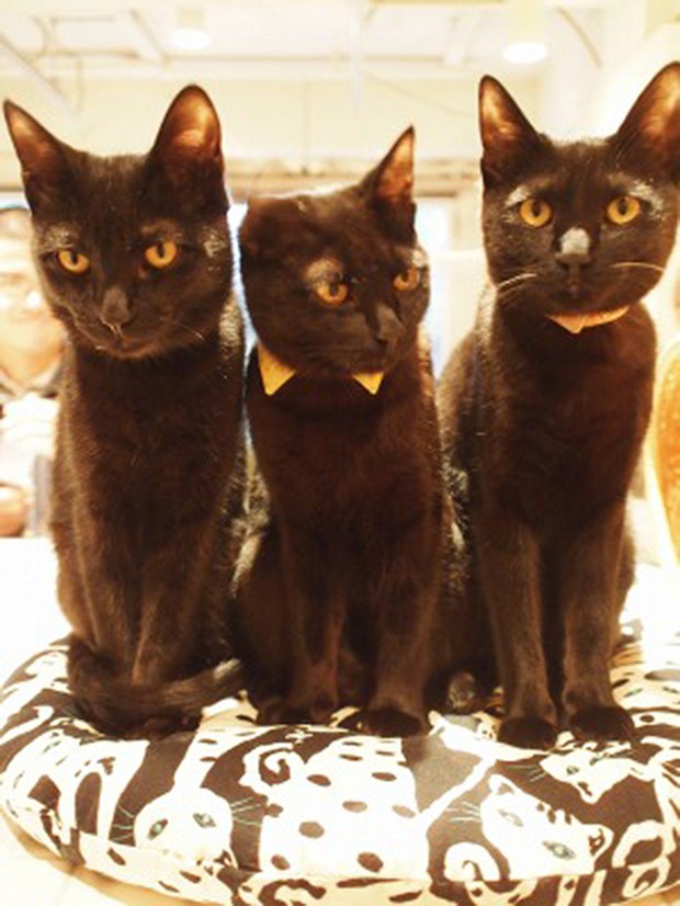 cafeteria-japon-gatos-negros-japonshop012.jpg