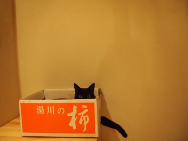 cafeteria-japon-gatos-negros-japonshop04.jpg