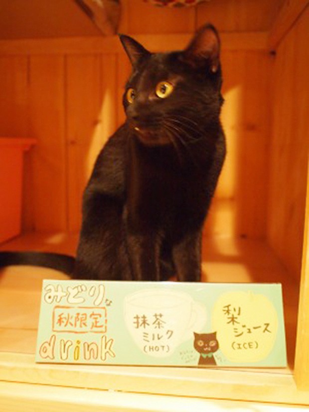 cafeteria-japon-gatos-negros-japonshop08.jpg