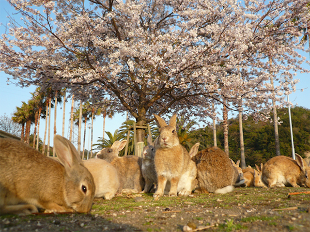 la-isla-de-los-conejos-Okunoshima-japonshop04.png