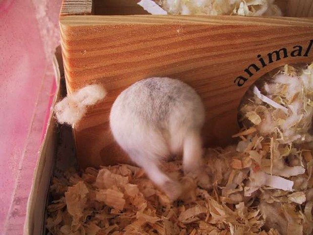 culo-hamster-japon-japonshop011.jpg