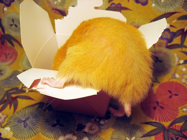 culo-hamster-japon-japonshop05.jpg