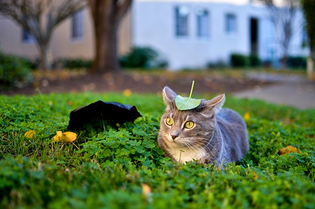 Nekobasu-gato-bus-totoro-japonshop04.jpg