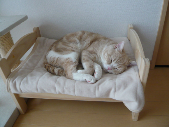 gato-cama-ikea.png