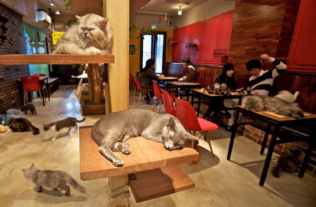 cat-cafe-1-620x406.jpg