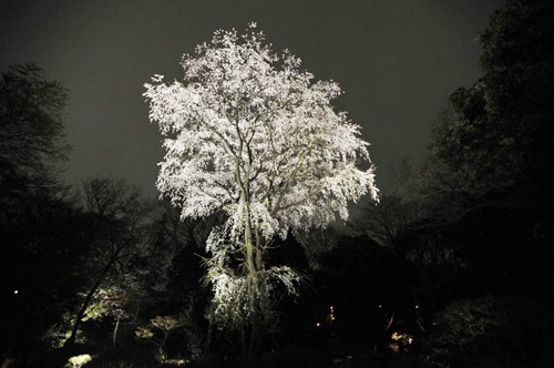 Los Sakura de noche en el Parque de Rikugien