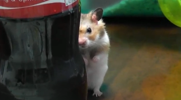 El hamster que nos vigila...El vídeo más visto en Japón