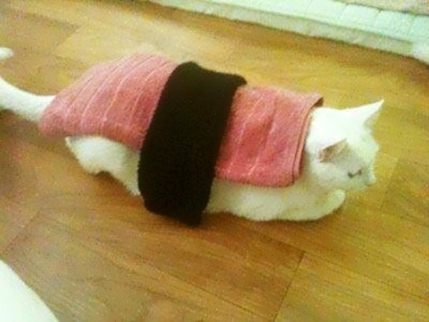 Lo último en Corea: Convierte a tu mascota en un "Sushi Fluffy".