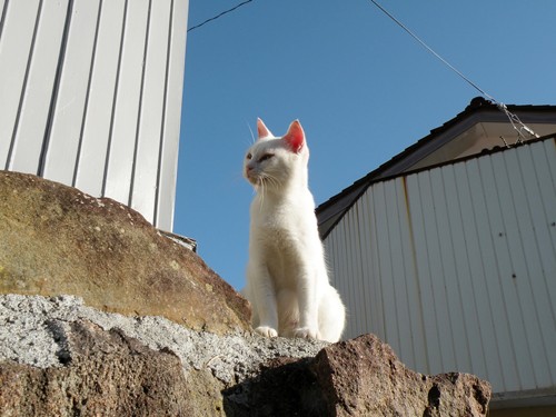 Especial lo más leido en la historia de JaponPop.com: Tashiro, la Isla de los Gatos