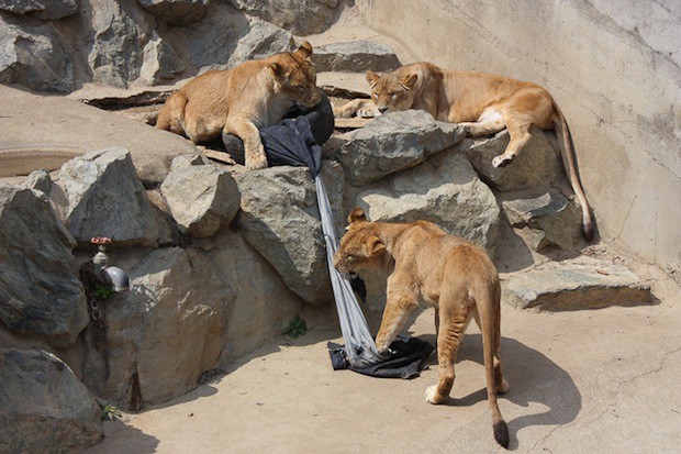 Jeans "diseñados" por los animales del Zoo