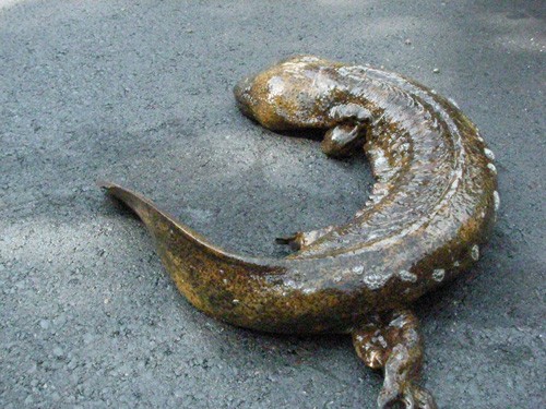 Especial lo más leido de la historia de JaponPop: Sansho Uo, la Salamandra "Dinosaurio"