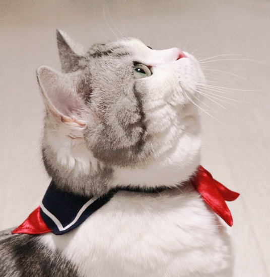 Nekos Collares Sailor Suit Fashion en Japón