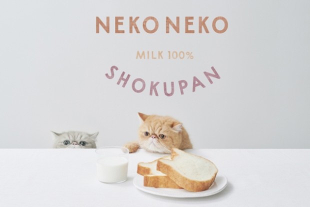 Pan y saliva de gato ¿Qué está pasando en Japón?
