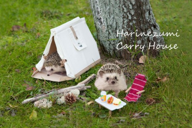 Kawaiii!! Harinezumi Carry House aka casita prechiosa para erizos moninos!!