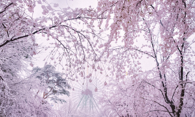 Nieve, Sakura y Ueno Park sin gente por el Coronavirus, un paisaje nunca visto