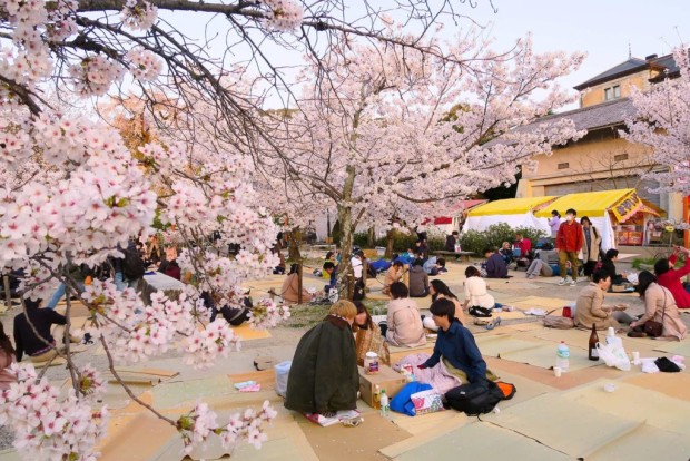¡Hanami del amor con los productos más top en Japonshop de cerezos en flor!