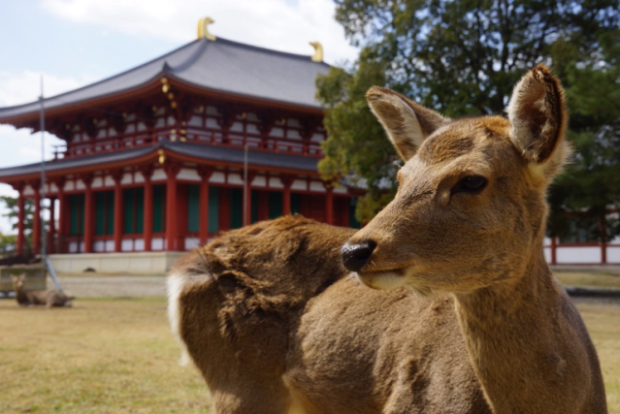 Te contamos como están los ciervos de Nara durante el Coronavirus