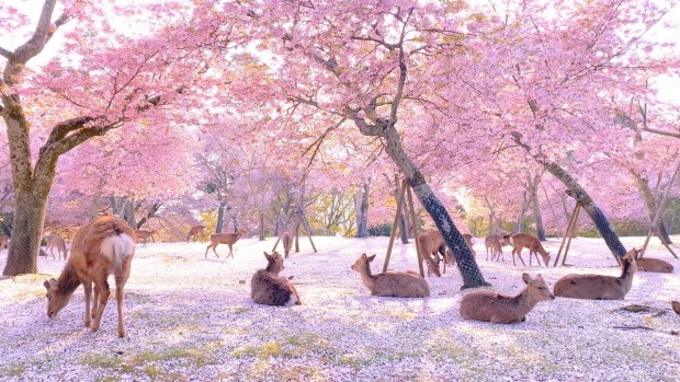 ¡Floración del cerezo en el Parque de Nara con ciervos y magia!
