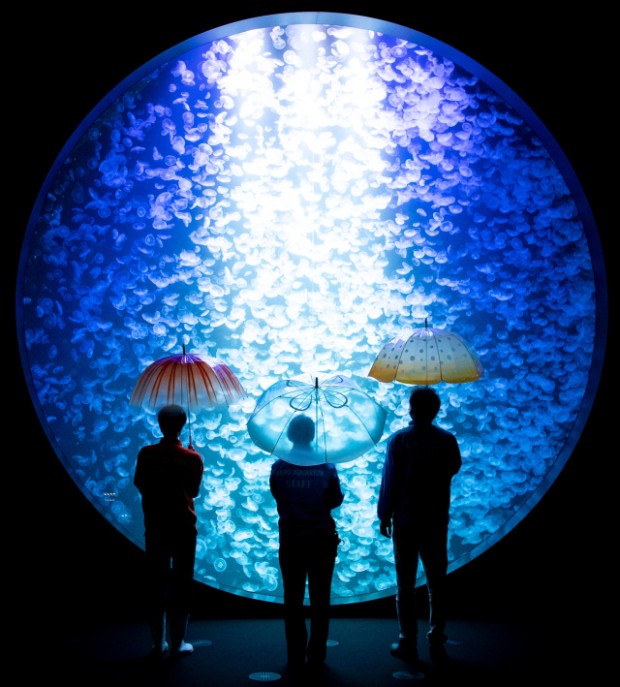 Alucinantes paraguas medusa! La última sensación de Japón!
