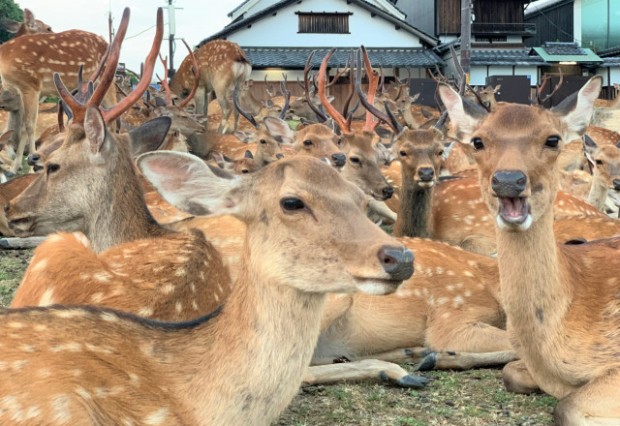 Los Ciervos de Nara superan en número, por mucho, a los visitantes
