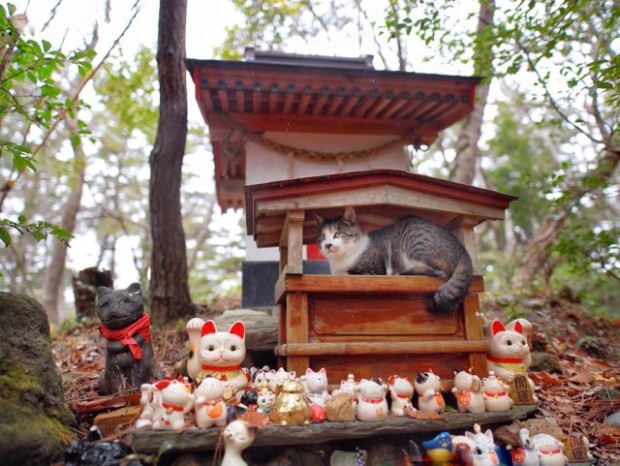 Nekos en Japón encuentran en los templos el refugio perfecto ante la lluvia